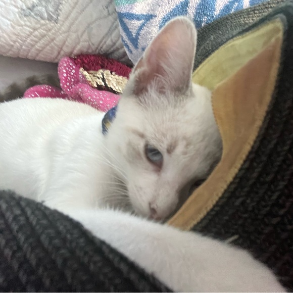 Meet your Posher, Janice - Picture 10 of 16